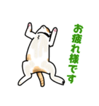 あの猫スタンプ（個別スタンプ：6）