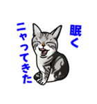 あの猫スタンプ（個別スタンプ：7）