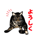 あの猫スタンプ（個別スタンプ：10）