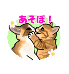 あの猫スタンプ（個別スタンプ：15）