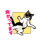 あの猫スタンプ（個別スタンプ：18）