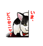 あの猫スタンプ（個別スタンプ：19）