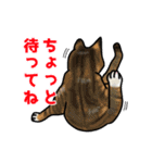 あの猫スタンプ（個別スタンプ：29）