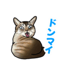 あの猫スタンプ（個別スタンプ：37）