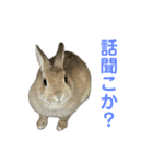 うさぎのらてちゃんすたんぷ そのろく！（個別スタンプ：1）
