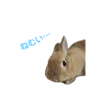 うさぎのらてちゃんすたんぷ そのろく！（個別スタンプ：3）