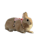 うさぎのらてちゃんすたんぷ そのろく！（個別スタンプ：4）