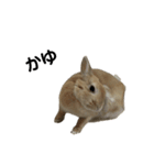 うさぎのらてちゃんすたんぷ そのろく！（個別スタンプ：5）
