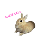 うさぎのらてちゃんすたんぷ そのろく！（個別スタンプ：6）