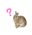 うさぎのらてちゃんすたんぷ そのろく！（個別スタンプ：7）
