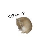 うさぎのらてちゃんすたんぷ そのろく！（個別スタンプ：8）