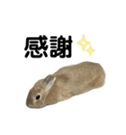 うさぎのらてちゃんすたんぷ そのろく！（個別スタンプ：16）
