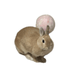 うさぎのらてちゃんすたんぷ そのろく！（個別スタンプ：17）