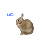 うさぎのらてちゃんすたんぷ そのろく！（個別スタンプ：19）
