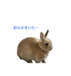 うさぎのらてちゃんすたんぷ そのろく！（個別スタンプ：21）