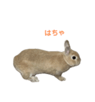 うさぎのらてちゃんすたんぷ そのろく！（個別スタンプ：22）