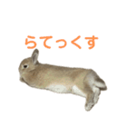 うさぎのらてちゃんすたんぷ そのろく！（個別スタンプ：26）