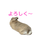うさぎのらてちゃんすたんぷ そのろく！（個別スタンプ：28）