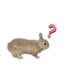 うさぎのらてちゃんすたんぷ そのろく！（個別スタンプ：29）