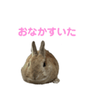 うさぎのらてちゃんすたんぷ そのろく！（個別スタンプ：33）
