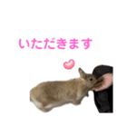 うさぎのらてちゃんすたんぷ そのろく！（個別スタンプ：34）