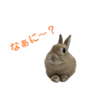 うさぎのらてちゃんすたんぷ そのろく！（個別スタンプ：36）