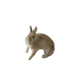 うさぎのらてちゃんすたんぷ そのろく！（個別スタンプ：37）