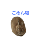 うさぎのらてちゃんすたんぷ そのろく！（個別スタンプ：38）