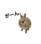 うさぎのらてちゃんすたんぷ そのろく！（個別スタンプ：39）