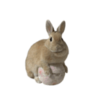 うさぎのらてちゃんすたんぷ そのろく！（個別スタンプ：40）
