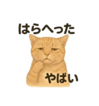 猫Cafe RagDoll！13周年記念スタンプ！（個別スタンプ：6）