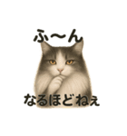 猫Cafe RagDoll！13周年記念スタンプ！（個別スタンプ：8）