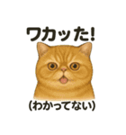 猫Cafe RagDoll！13周年記念スタンプ！（個別スタンプ：14）