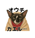 猫Cafe RagDoll！13周年記念スタンプ！（個別スタンプ：16）