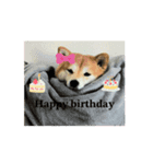 吠えない犬くま（個別スタンプ：2）