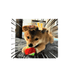 吠えない犬くま（個別スタンプ：3）