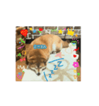 吠えない犬くま（個別スタンプ：5）