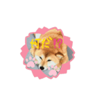 吠えない犬くま（個別スタンプ：7）