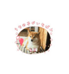 吠えない犬くま（個別スタンプ：8）