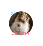 元気なてっちゃんの動くスタンプです。（個別スタンプ：1）