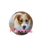 元気なてっちゃんの動くスタンプです。（個別スタンプ：4）