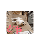 元気なてっちゃんの動くスタンプです。（個別スタンプ：11）