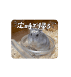 もつ•もったん1（個別スタンプ：4）