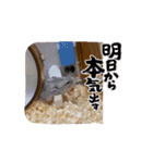 もつ•もったん1（個別スタンプ：10）