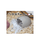 もつ•もったん1（個別スタンプ：12）
