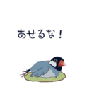 本音de鳥（個別スタンプ：18）