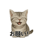 ビジネスで使える子猫のマンチカン（個別スタンプ：4）