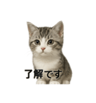 ビジネスで使える子猫のマンチカン（個別スタンプ：5）