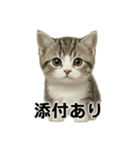 ビジネスで使える子猫のマンチカン（個別スタンプ：6）