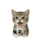 ビジネスで使える子猫のマンチカン（個別スタンプ：8）